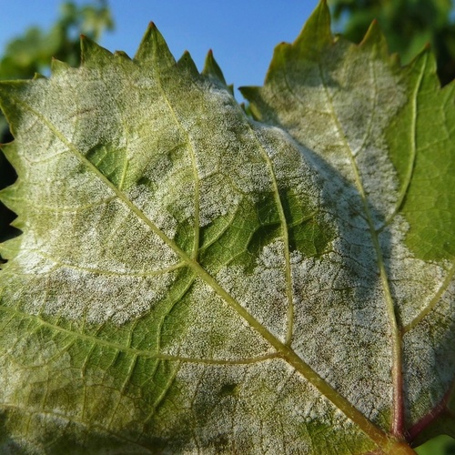 Pleseň viniča - perenospora